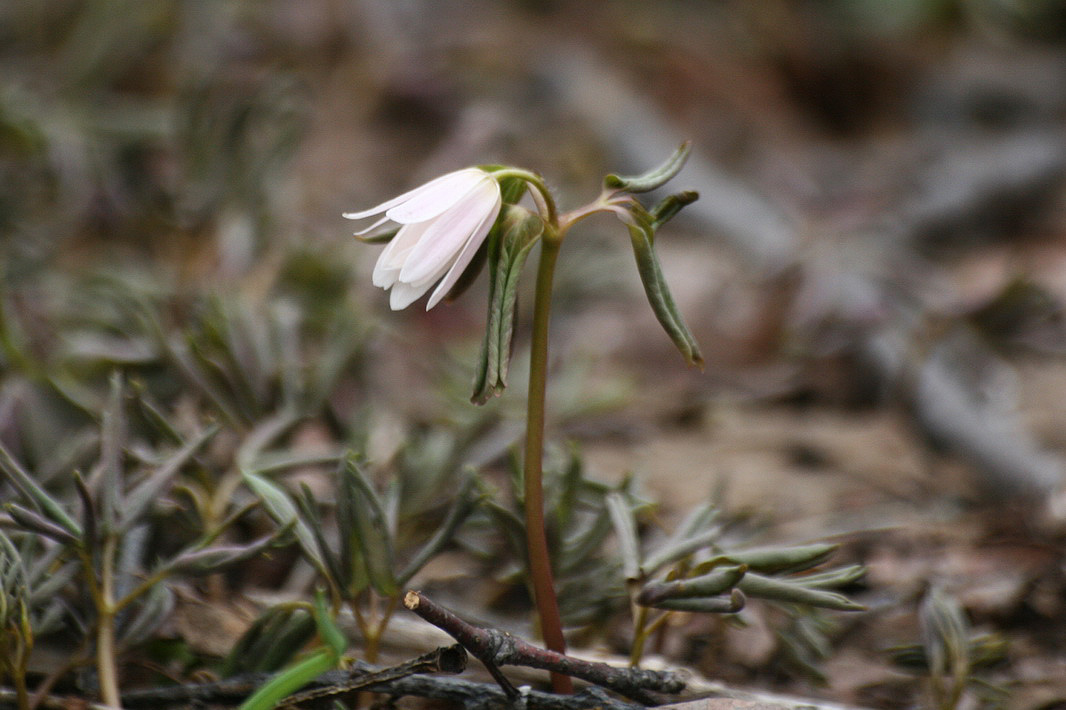 Изображение особи род Anemone.