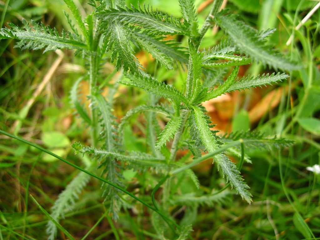 Image of Achillea camtschatica specimen.