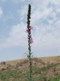 Lythrum salicaria