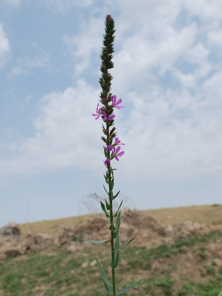 Изображение особи Lythrum salicaria.