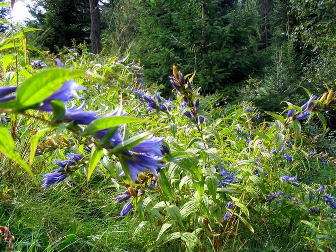 Image of Gentiana asclepiadea specimen.