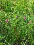 Stachys palustris