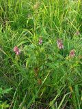 Stachys palustris. Цветущее растение. Украина, Донецкая обл., Великоновосёлковский р-н, западнее с. Константинополь, на лугу, возле воды. 02.08.2009.