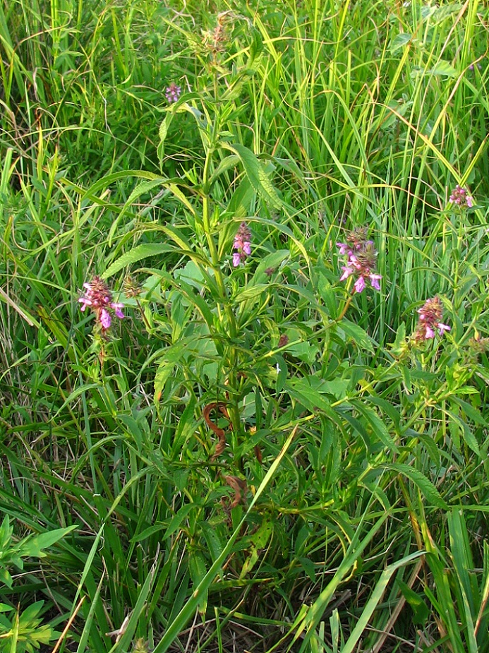 Изображение особи Stachys palustris.