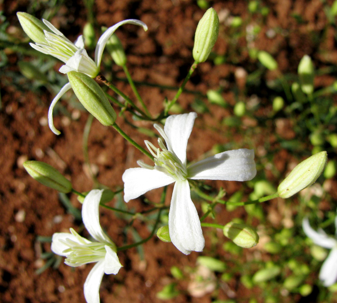 Image of Clematis flammula specimen.