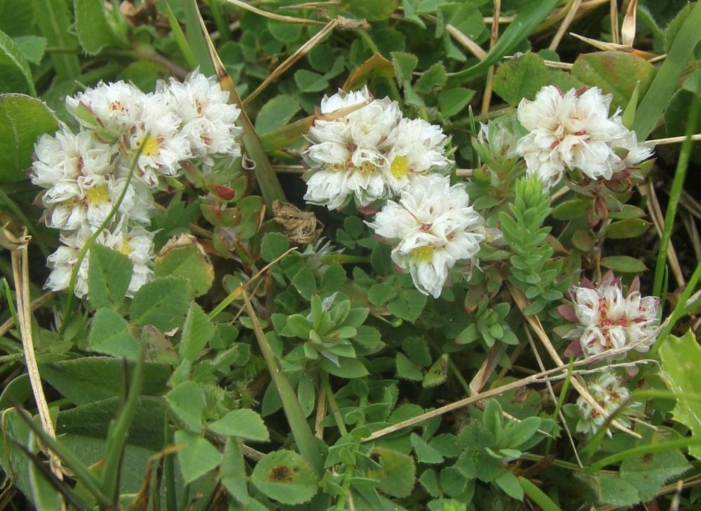 Изображение особи Paronychia argentea.