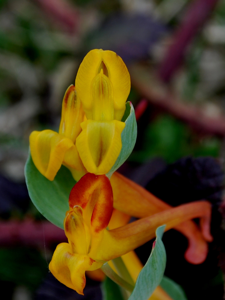 Изображение особи Corydalis sewerzowii.