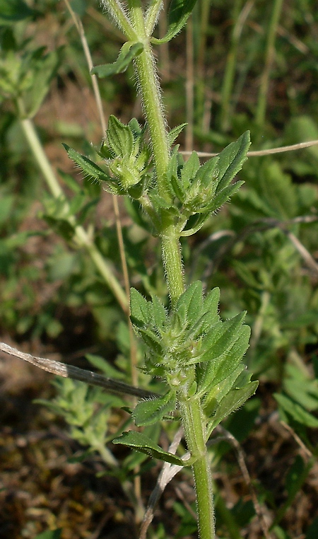 Image of Ziziphora acinos specimen.