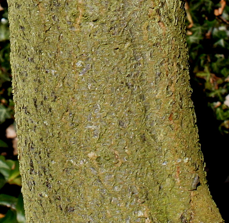 Image of Prunus cerasifera specimen.
