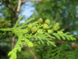 Thuja occidentalis