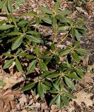 Rhododendron insigne