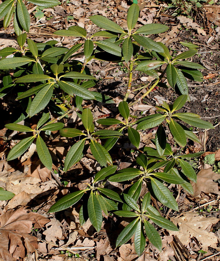Image of Rhododendron insigne specimen.
