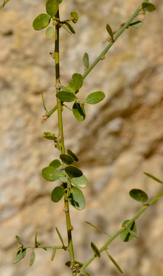 Image of Cocculus pendulus specimen.