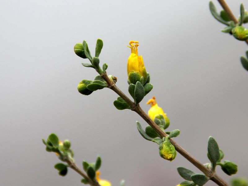 Image of Zygophyllum atriplicoides specimen.