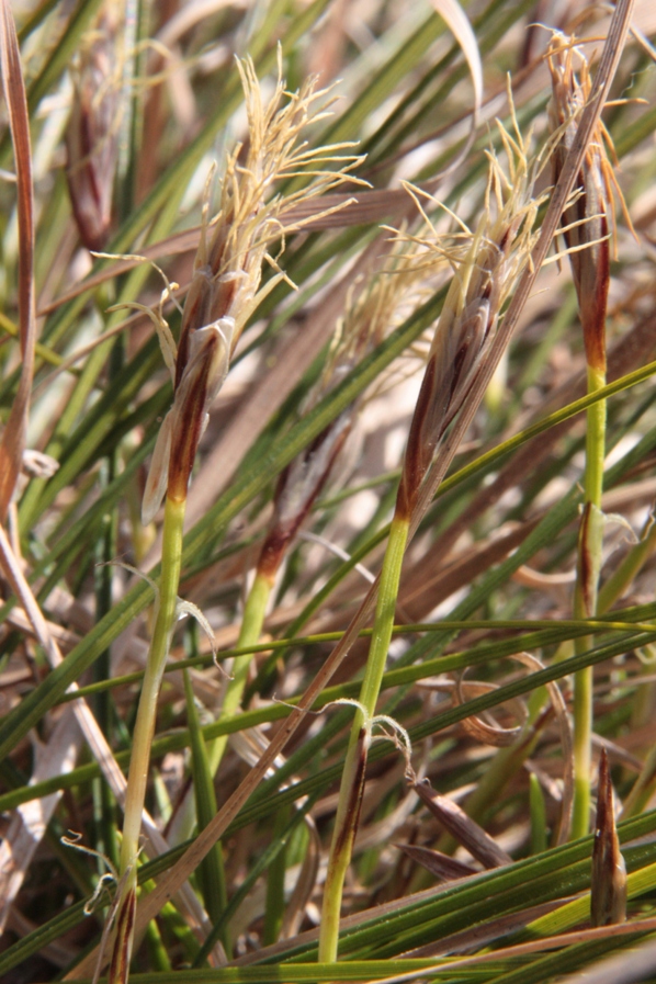 Image of Carex humilis specimen.