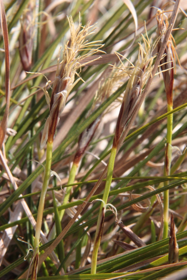 Изображение особи Carex humilis.