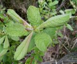 Salix aurita. Побег. Московская обл., Лотошинский р-н, окр. дер. Савостино. 23.05.2013.