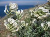 Astragalus glaucus