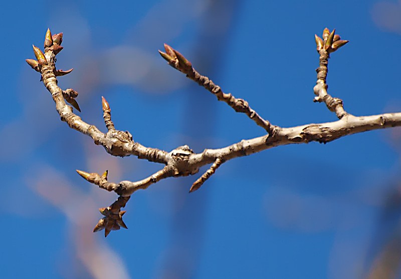 Image of Populus × sibirica specimen.