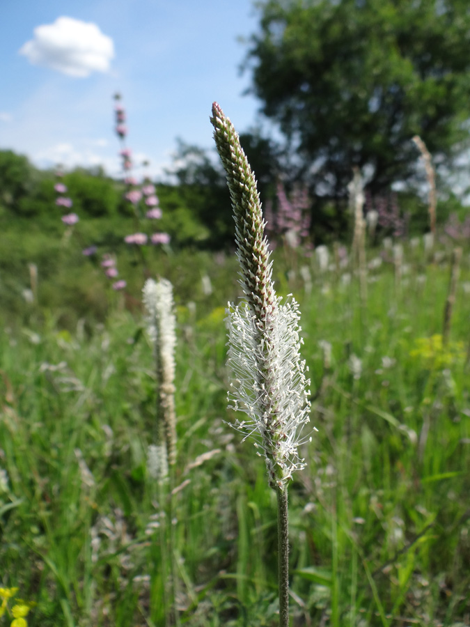 Image of Plantago urvillei specimen.