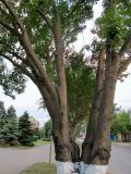 Fraxinus excelsior var. diversifolia