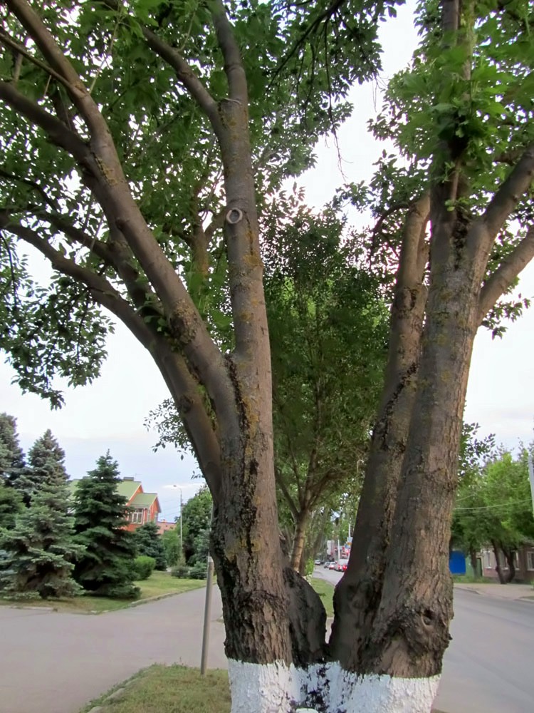 Image of Fraxinus excelsior var. diversifolia specimen.