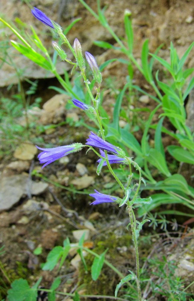 Image of Campanula sibirica specimen.