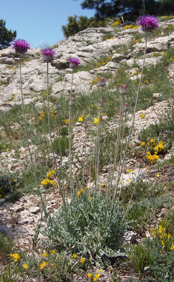 Image of Jurinea roegneri specimen.