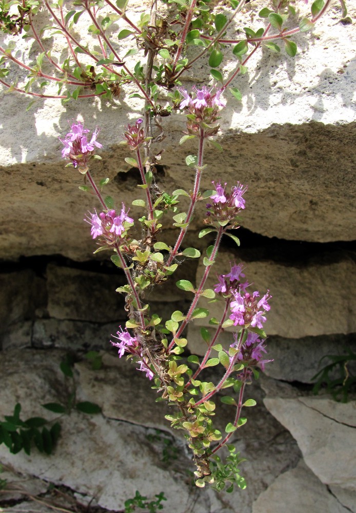 Изображение особи Thymus hirticaulis.