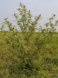 Xanthium spinosum