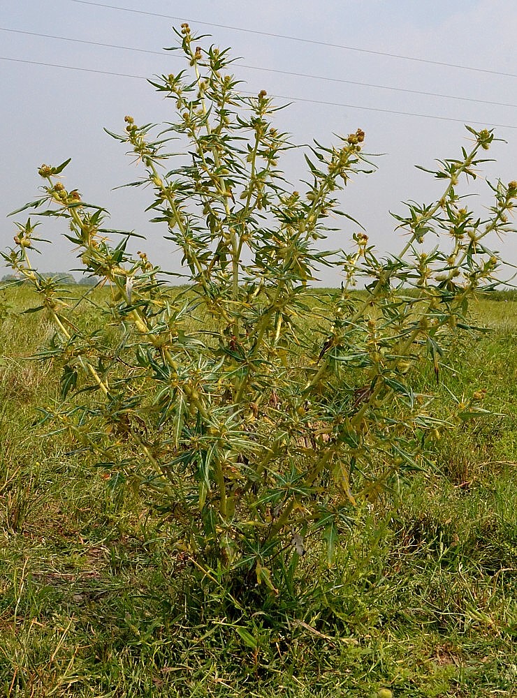 Изображение особи Xanthium spinosum.