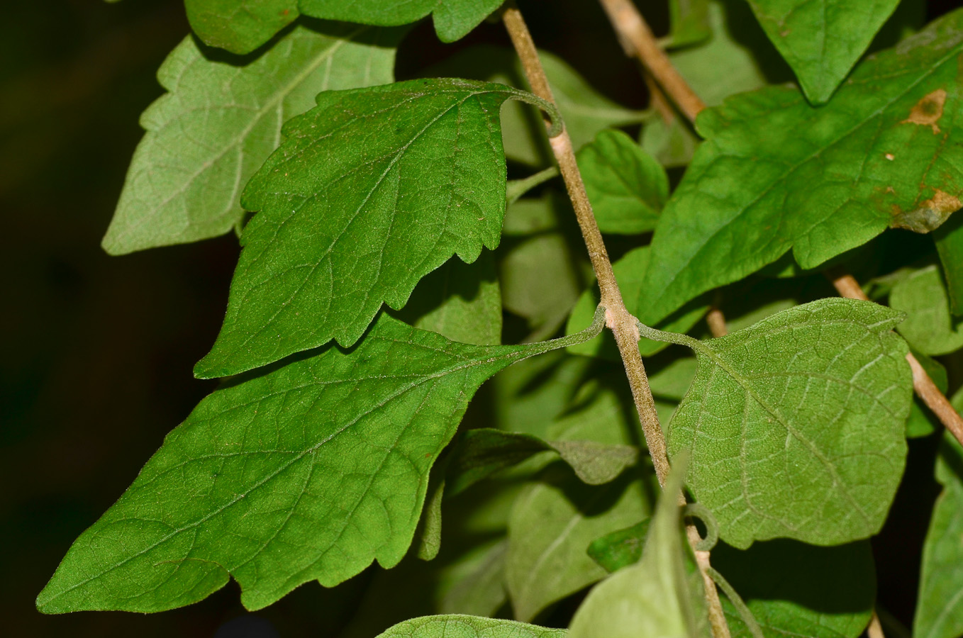 Изображение особи Karomia speciosa.