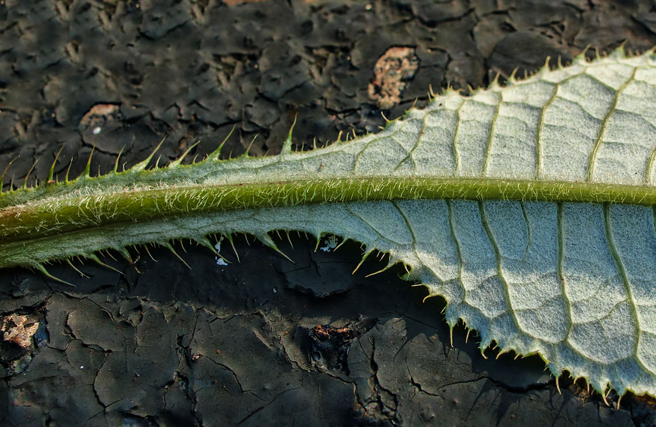 Image of Cirsium heterophyllum specimen.