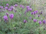 Astragalus onobrychis