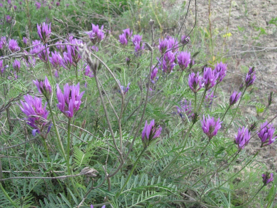 Изображение особи Astragalus onobrychis.