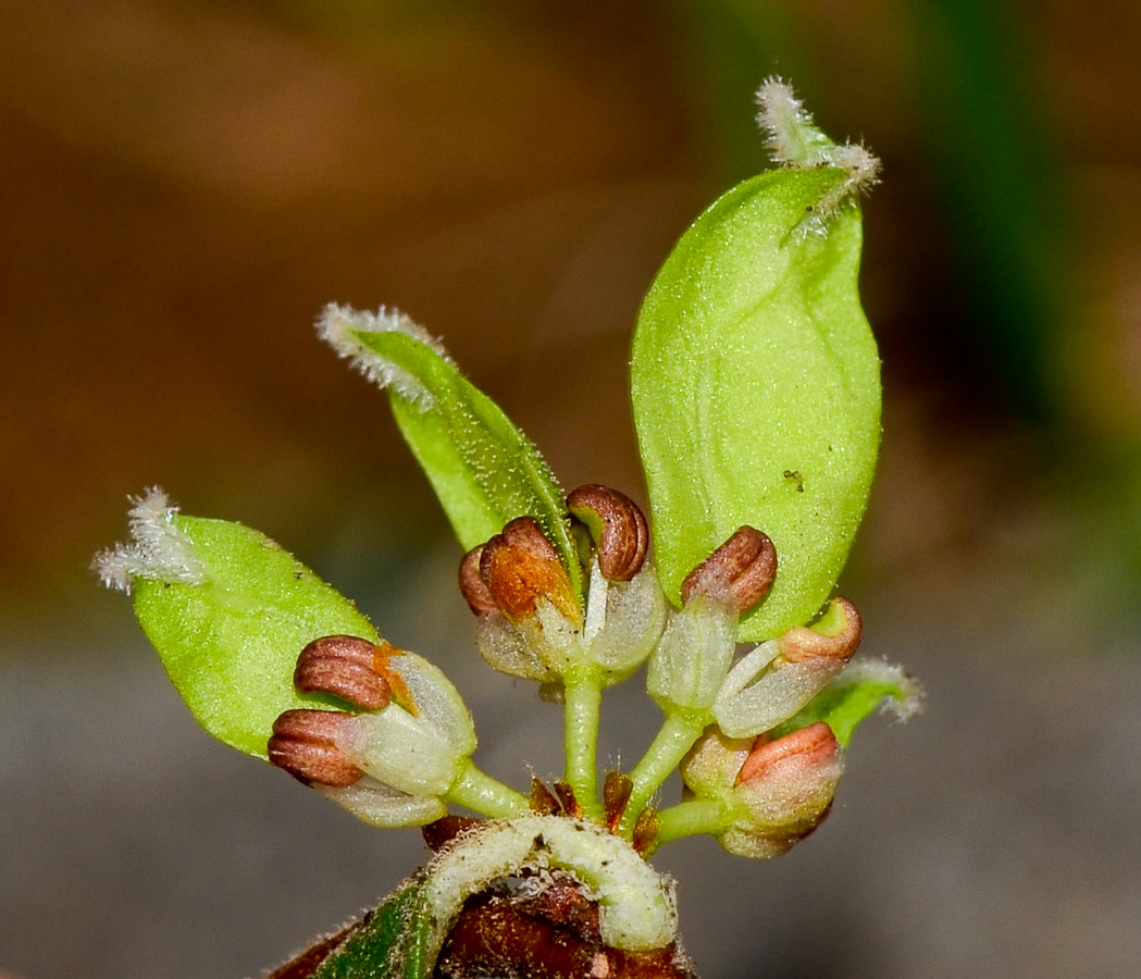 Image of Ulmus parvifolia specimen.