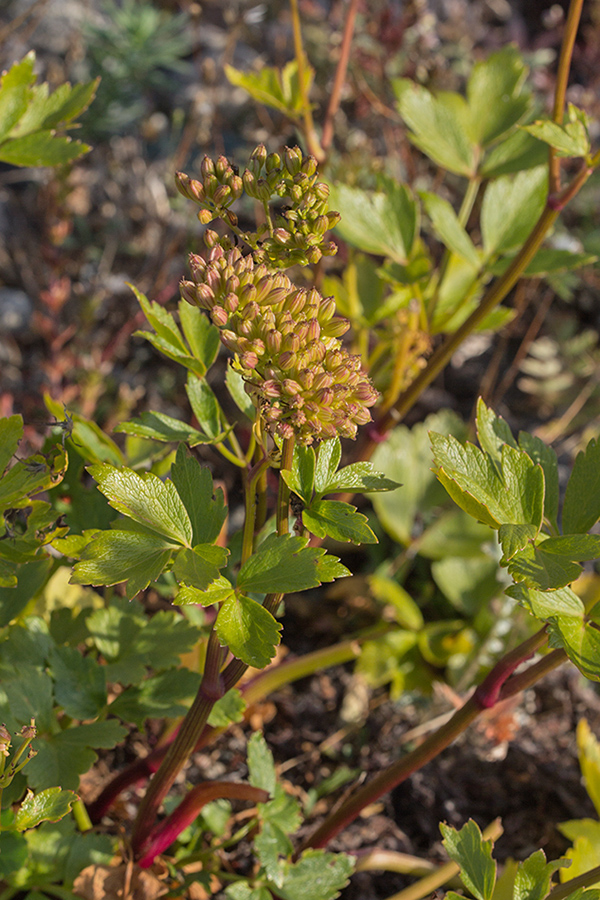 Изображение особи Ligusticum scoticum.