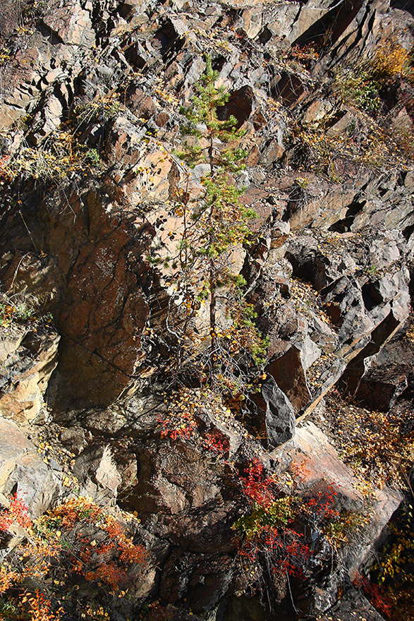 Image of Pinus sylvestris specimen.