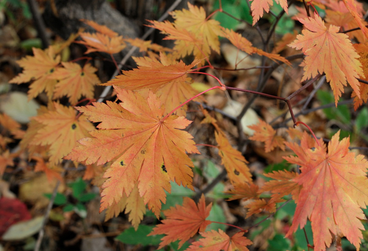 Image of Acer pseudosieboldianum specimen.