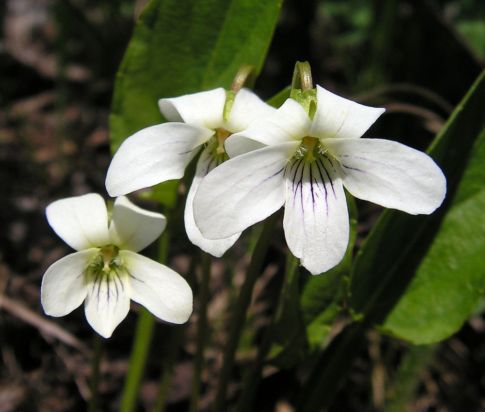 Изображение особи Viola patrinii.