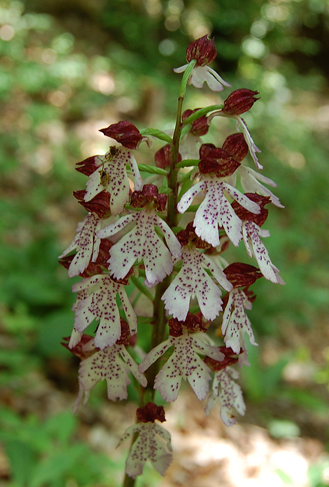 Image of Orchis purpurea specimen.