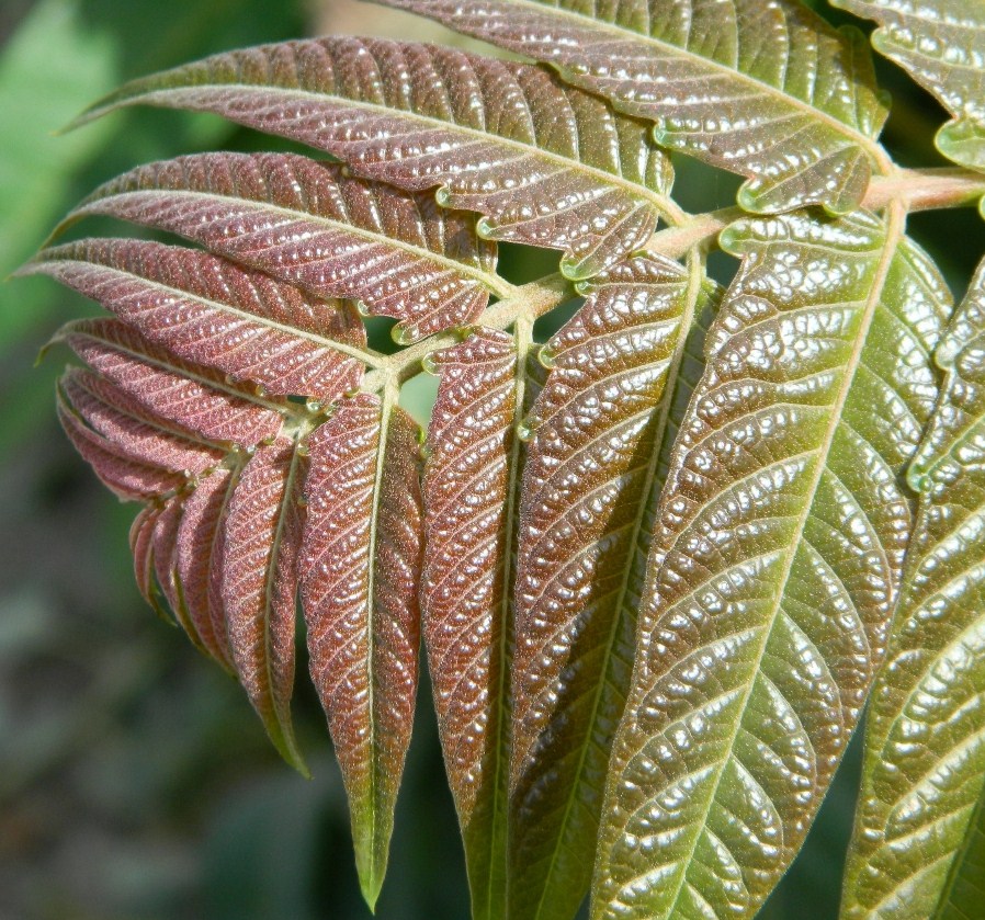 Изображение особи Ailanthus altissima.