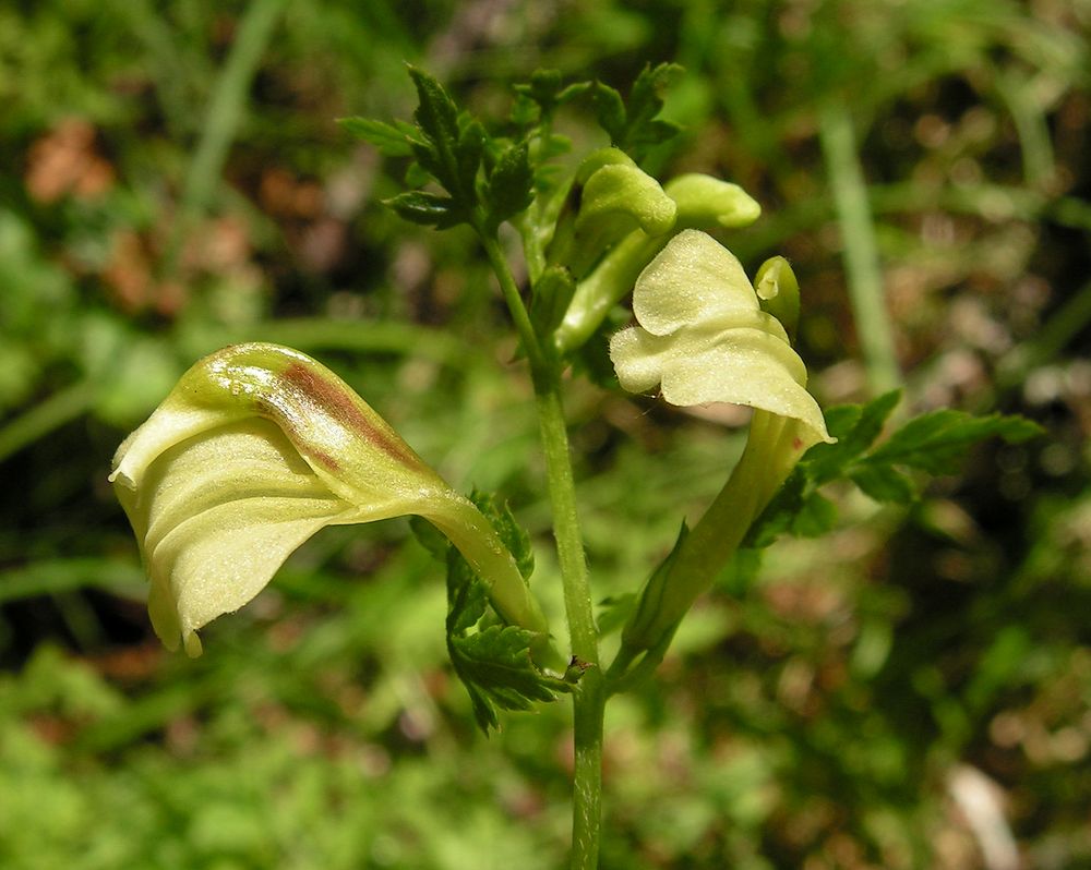 Изображение особи Pedicularis kuznetzovii.