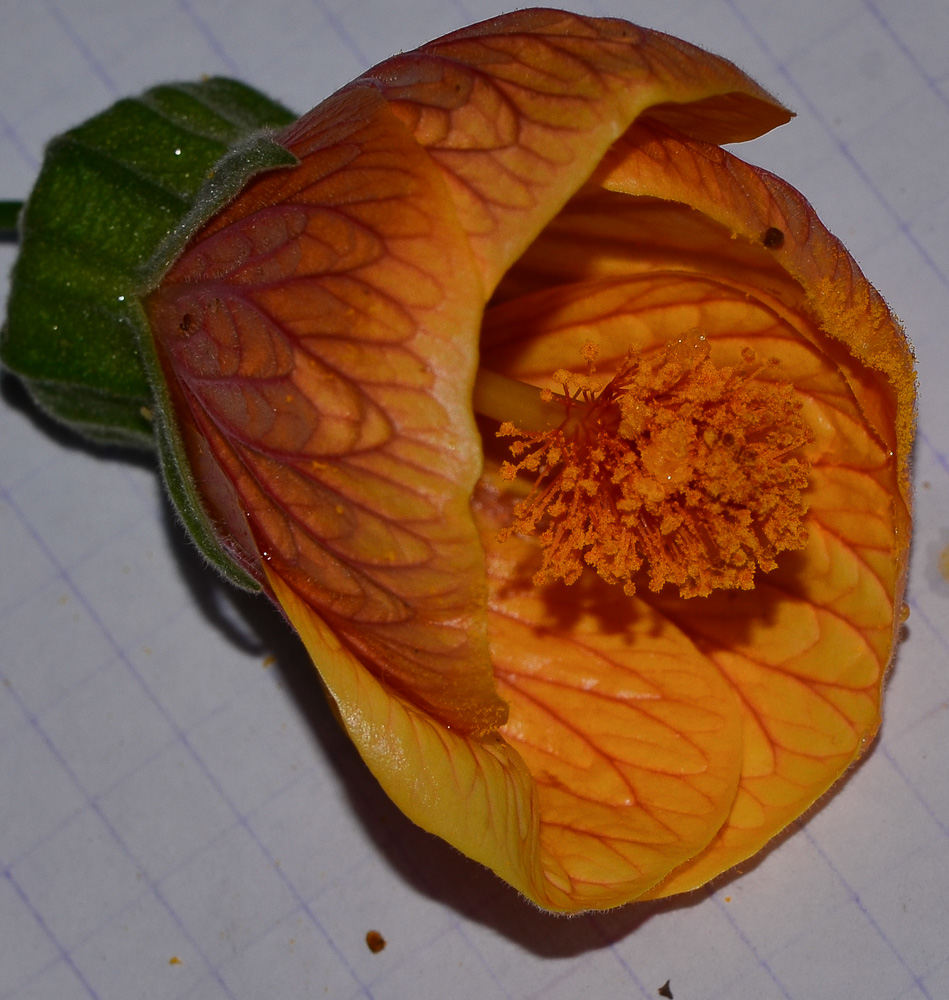 Image of Abutilon &times; hybridum specimen.