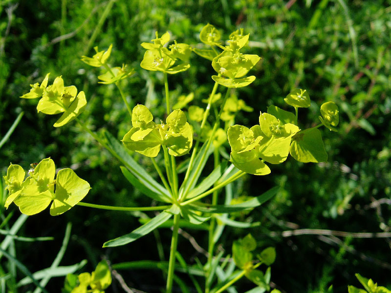 Изображение особи Euphorbia jaxartica.