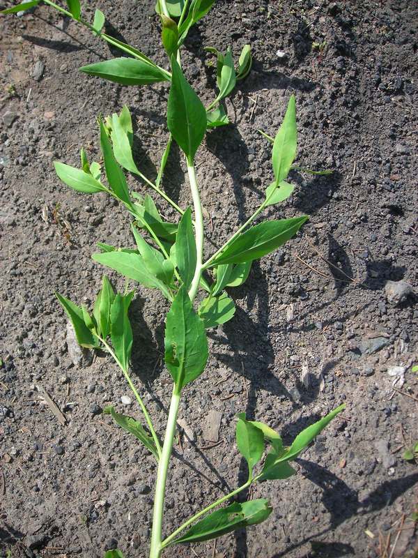 Image of Lepidium latifolium specimen.