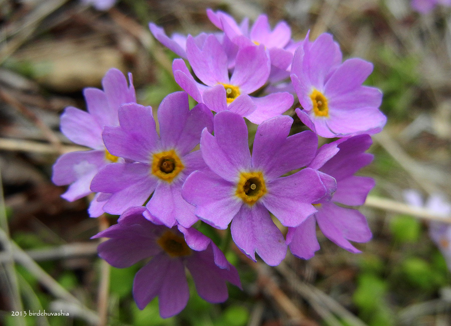 Image of Primula matsumurae specimen.