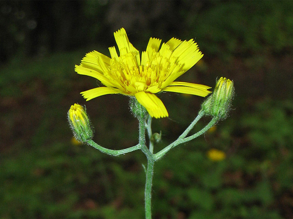 Изображение особи Hieracium gentile.
