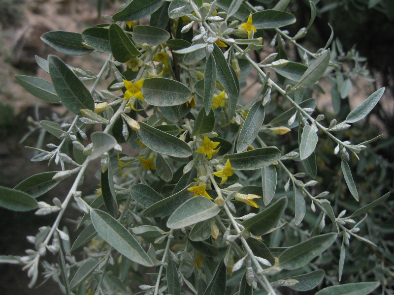 Image of Elaeagnus orientalis specimen.