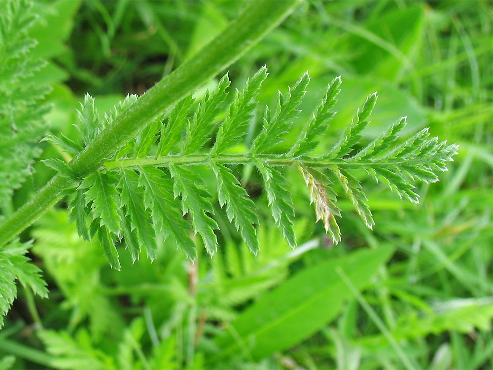 Image of Pyrethrum corymbosum specimen.